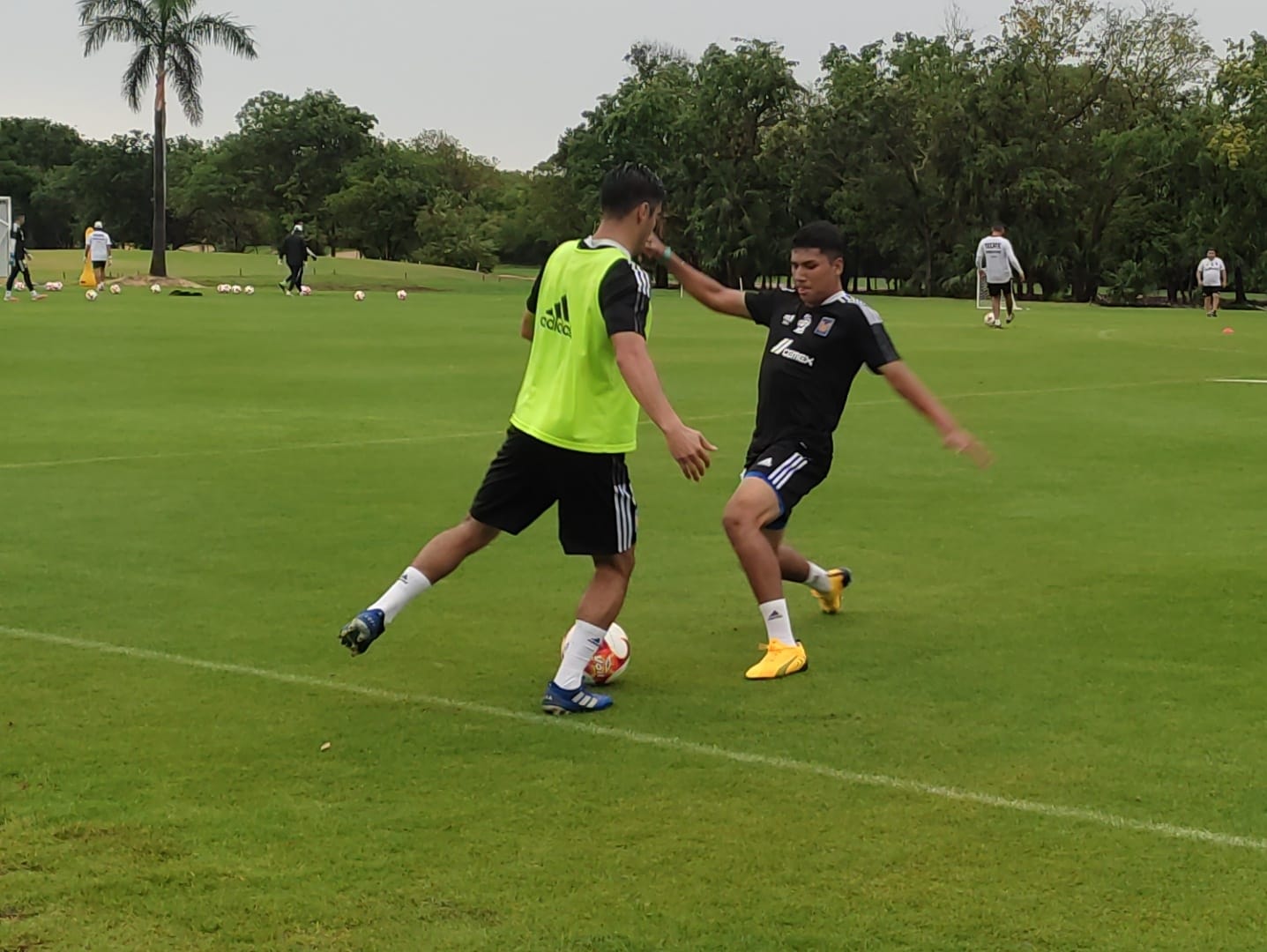 Lucen canteranos de Tigres en el cuadro titular de Miguel Herrera 