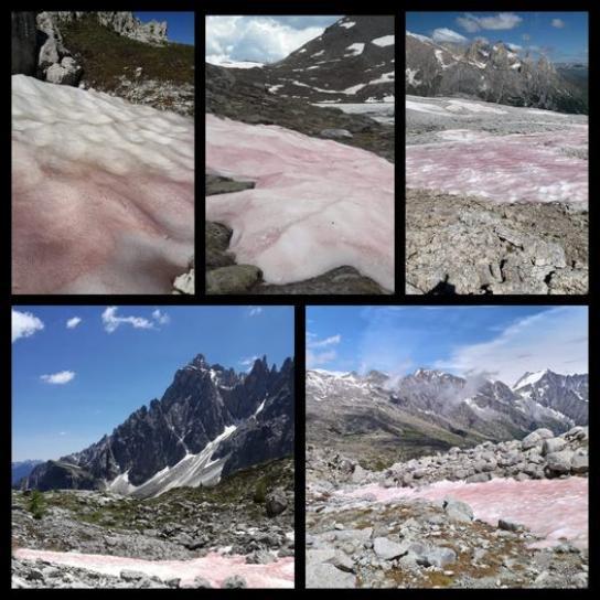 'Nieve de Sangre': extraño fenómeno que demuestra el impacto del cambio climático