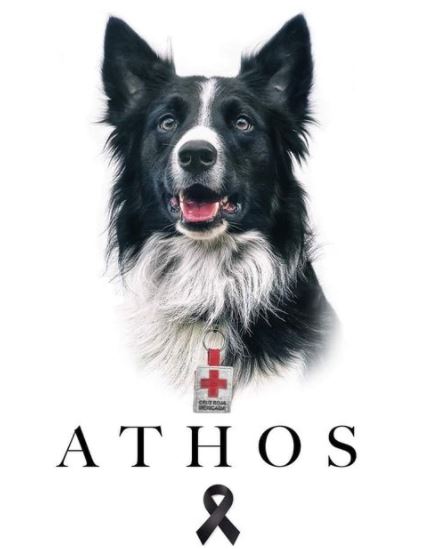 Puebla lamenta la muerte de Athos, el perrito rescatista