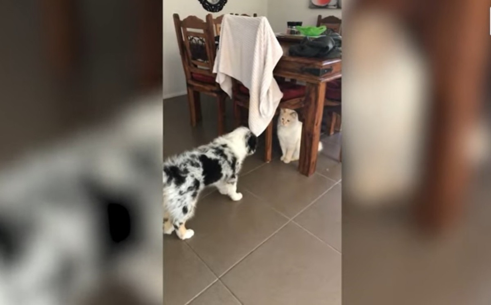 ¡Mejores amigos! Gato defiende y apoya a cachorro que es rechazado por otros perros