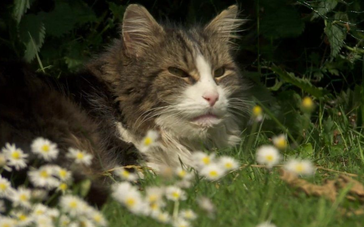 Familia pensó que su gato había sido cremado y regresó a casa
