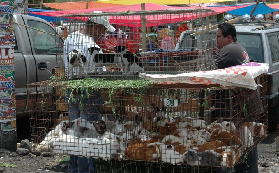 Sin fecha para que entre en vigor ley para regularizar venta de animales en Guanajuato