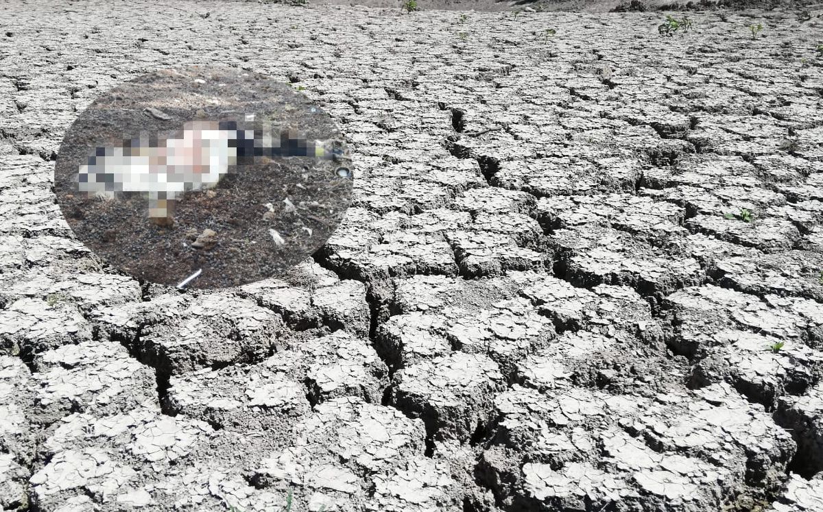 Sequía afecta agricultura y ganadería en el sur de Nuevo León