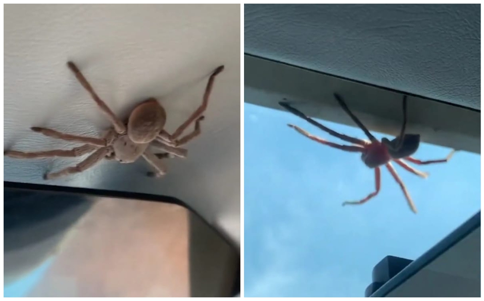 Enorme araña sorprende a piloto encima de él y en pleno vuelo