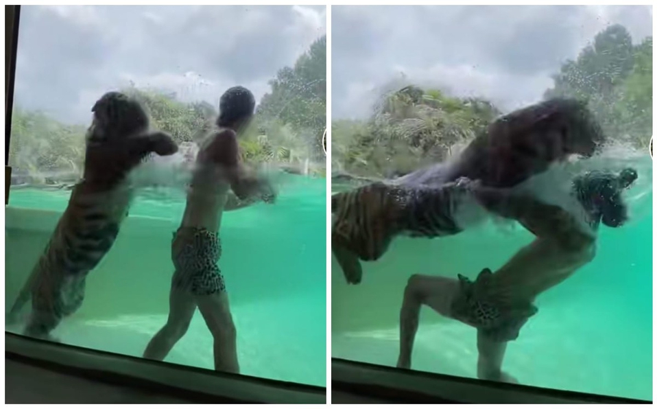 VIDEO: Hombre y tigre son captados luchando en el agua