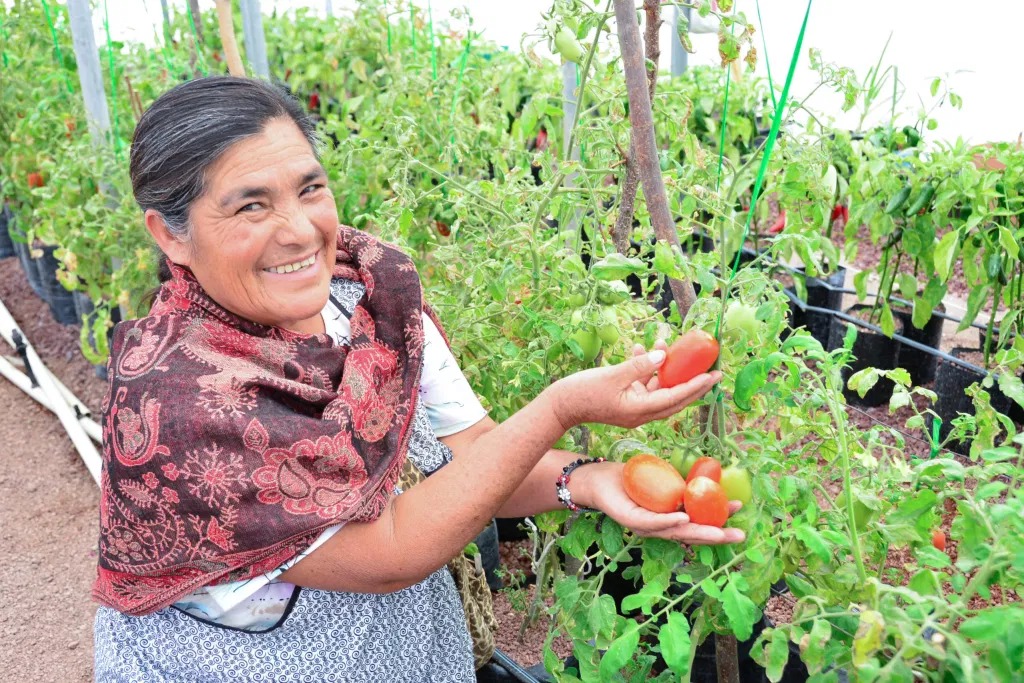 Entregan más de 5 mil paquetes de semillas para huertos familiares en Guanajuato