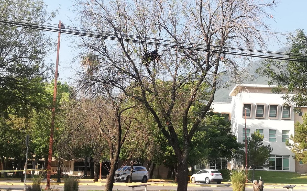 Encuentran a un oso en un árbol en la Facultad de Economía de la UANL