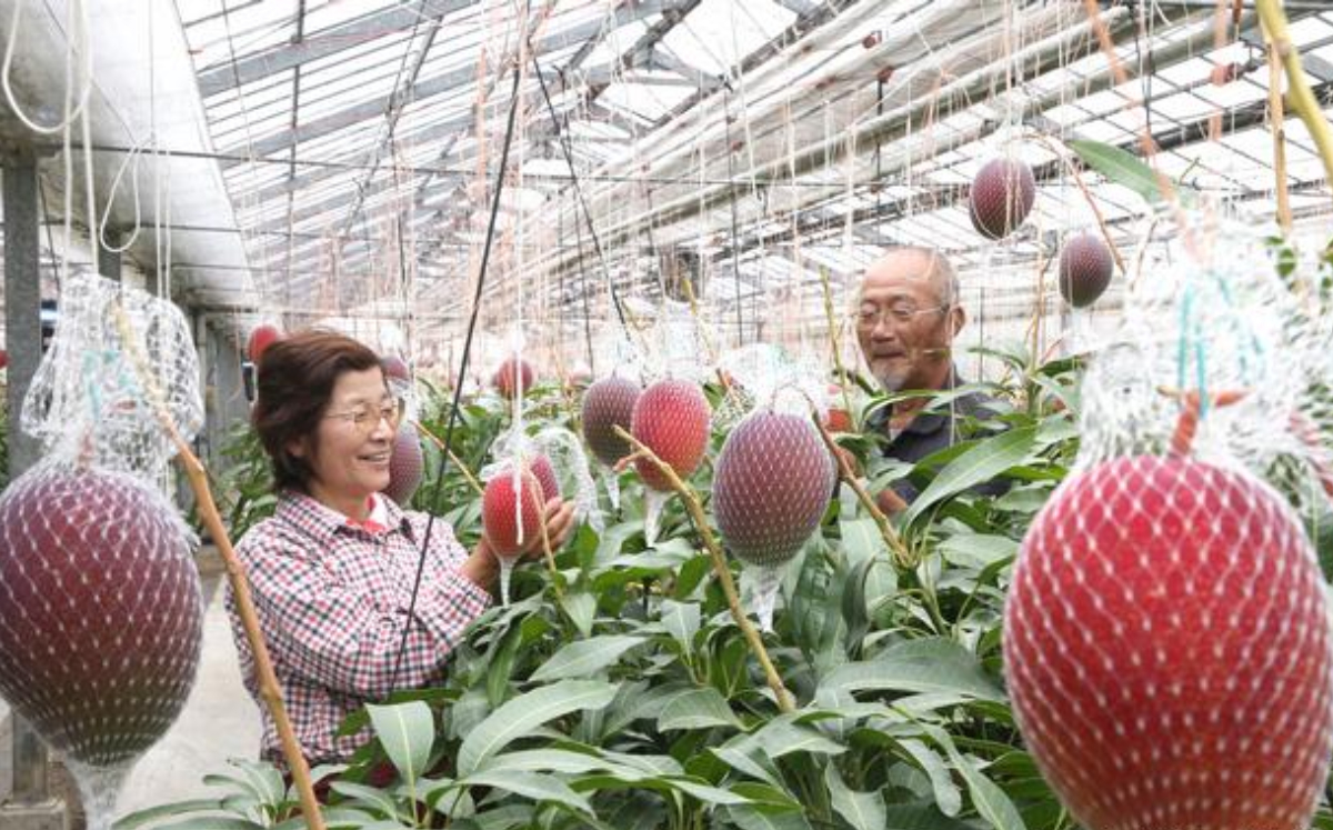 Plantaron sin querer el mango más caro del mundo; cuatro guardias y nueve perros custodian su huerta
