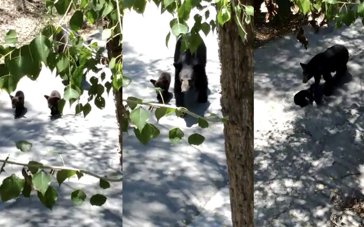 VIDEO: Familia de osos ‘sale de paseo’ en San Pedro