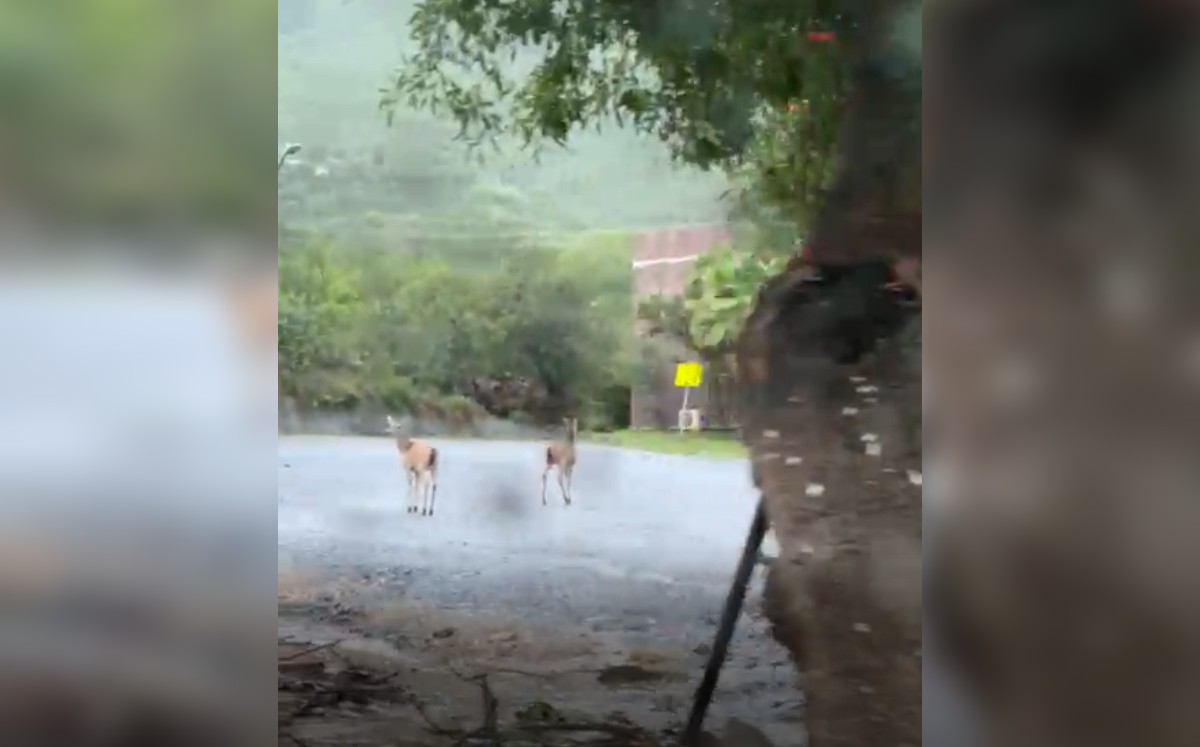 Captan en video a par de venados en el Campus Mederos de la UANL