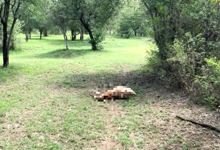 Rebaño de borregas es atacado por un animal desconocido en Montemorelos