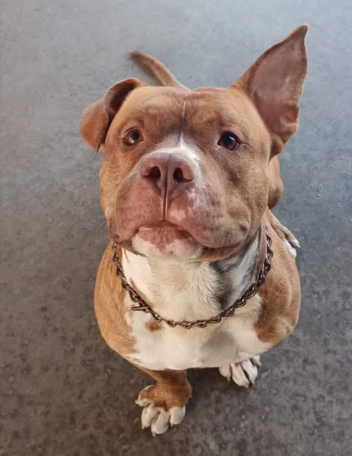 Desaparece 'Canelo', perro rescatista de Bomberos Nuevo León