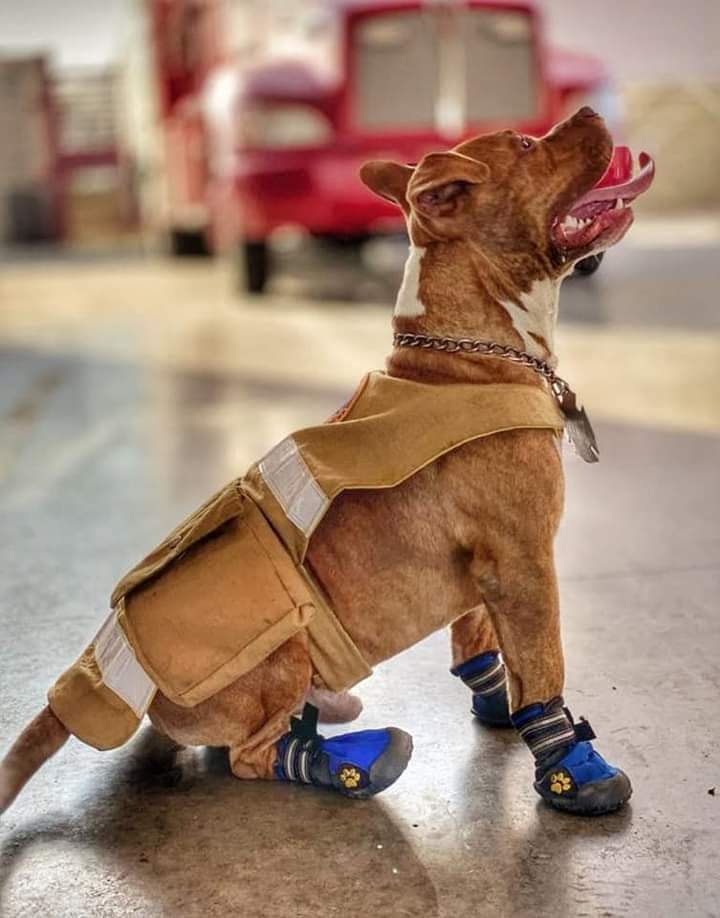 Desaparece 'Canelo', perro rescatista de Bomberos Nuevo León