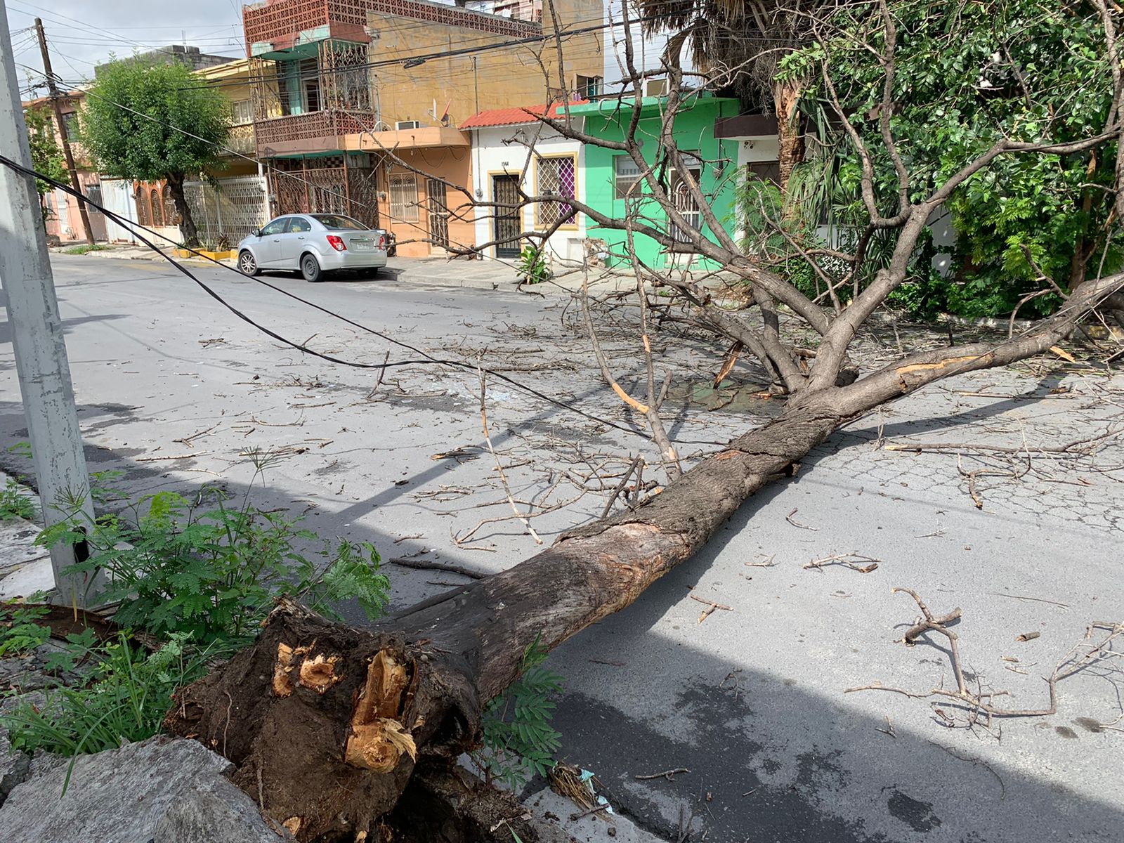 Cae árbol a través de calle en la colonia Progreso, Monterrey