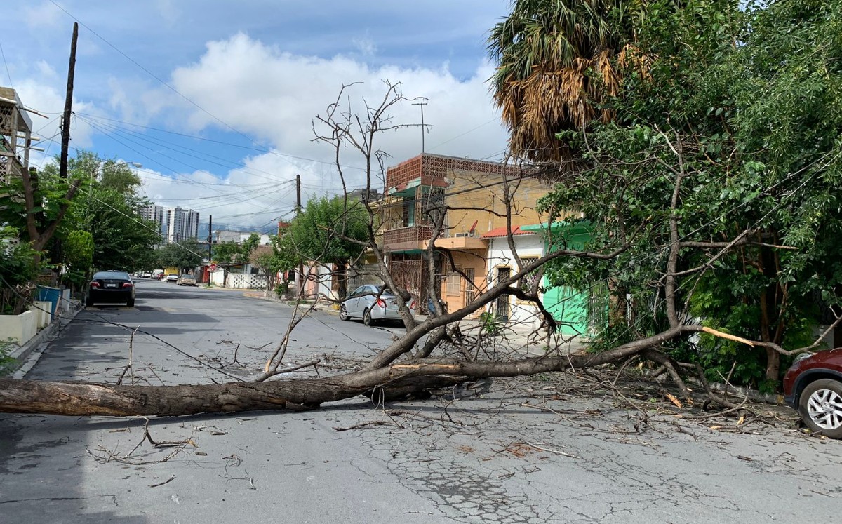 Cae árbol a través de calle en la colonia Progreso, Monterrey