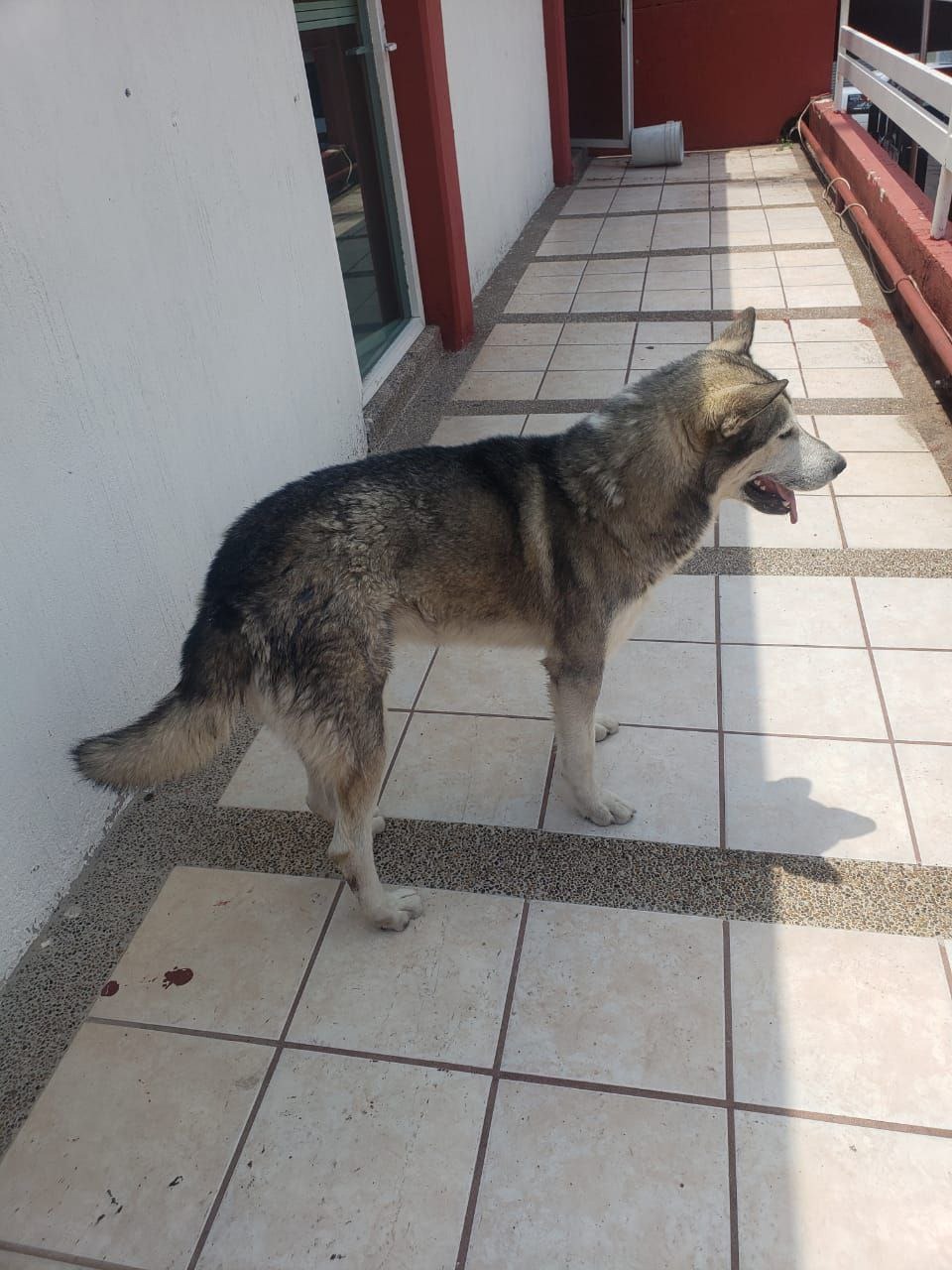 Rescatan a perrito Husky que cayó a Río de los Gómez en León