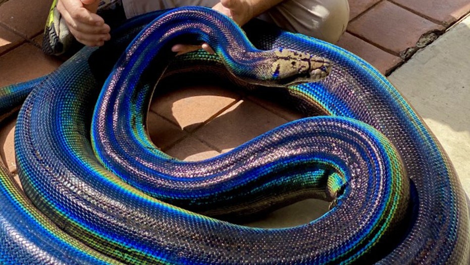 Una serpiente arcoíris se vuelve viral en las redes sociales