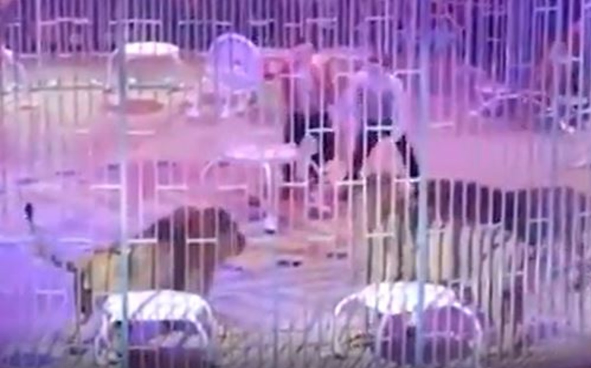 Caos invade un circo de Rusia; leones se pelean en pleno espectáculo (VIDEO)