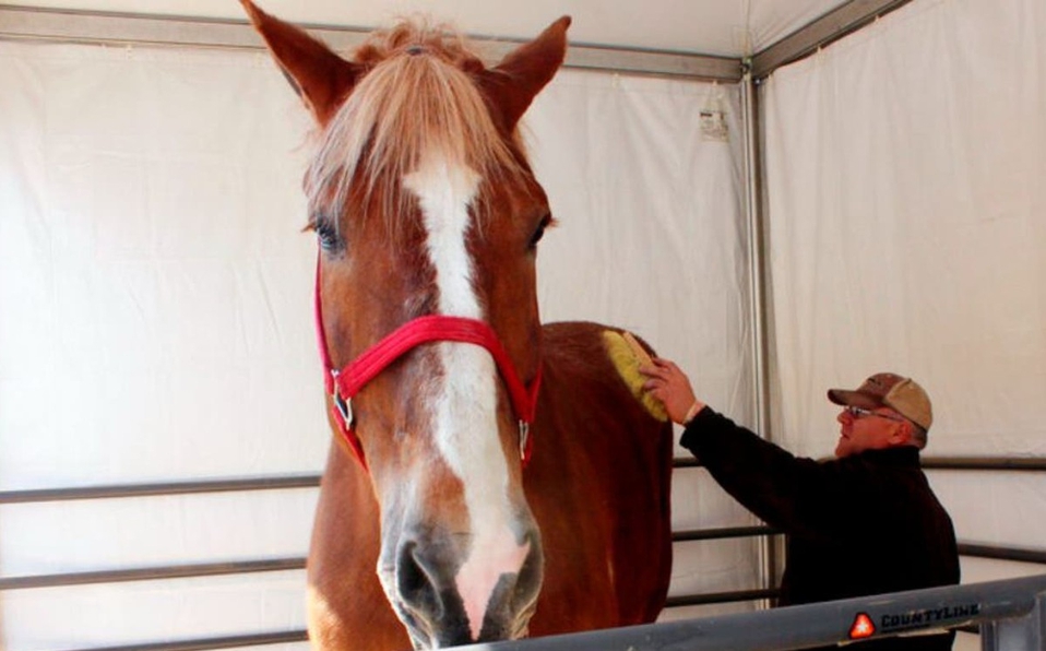 Muere a los 20 años el caballo más alto del mundo 