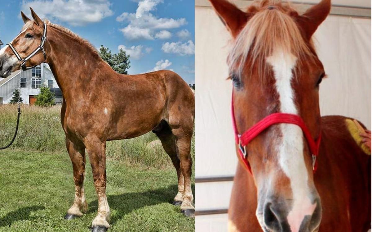 Muere a los 20 años el caballo más alto del mundo 
