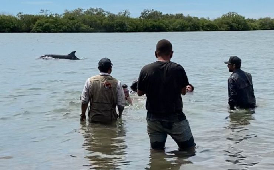 En Sinaloa, primer delfín atrapado en canal agrícola es rescatado; apresuran segundo rescate
