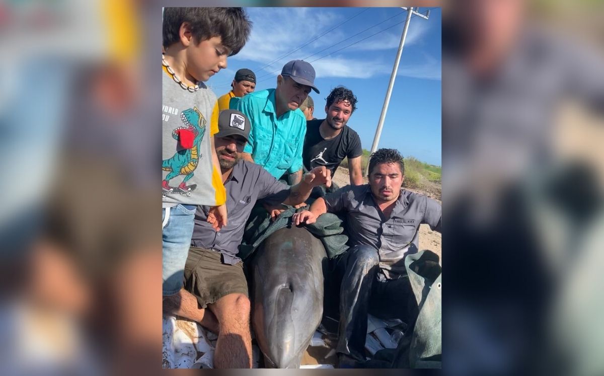 Rescatan a dos delfines entre la basura en canal de riego en Sinaloa