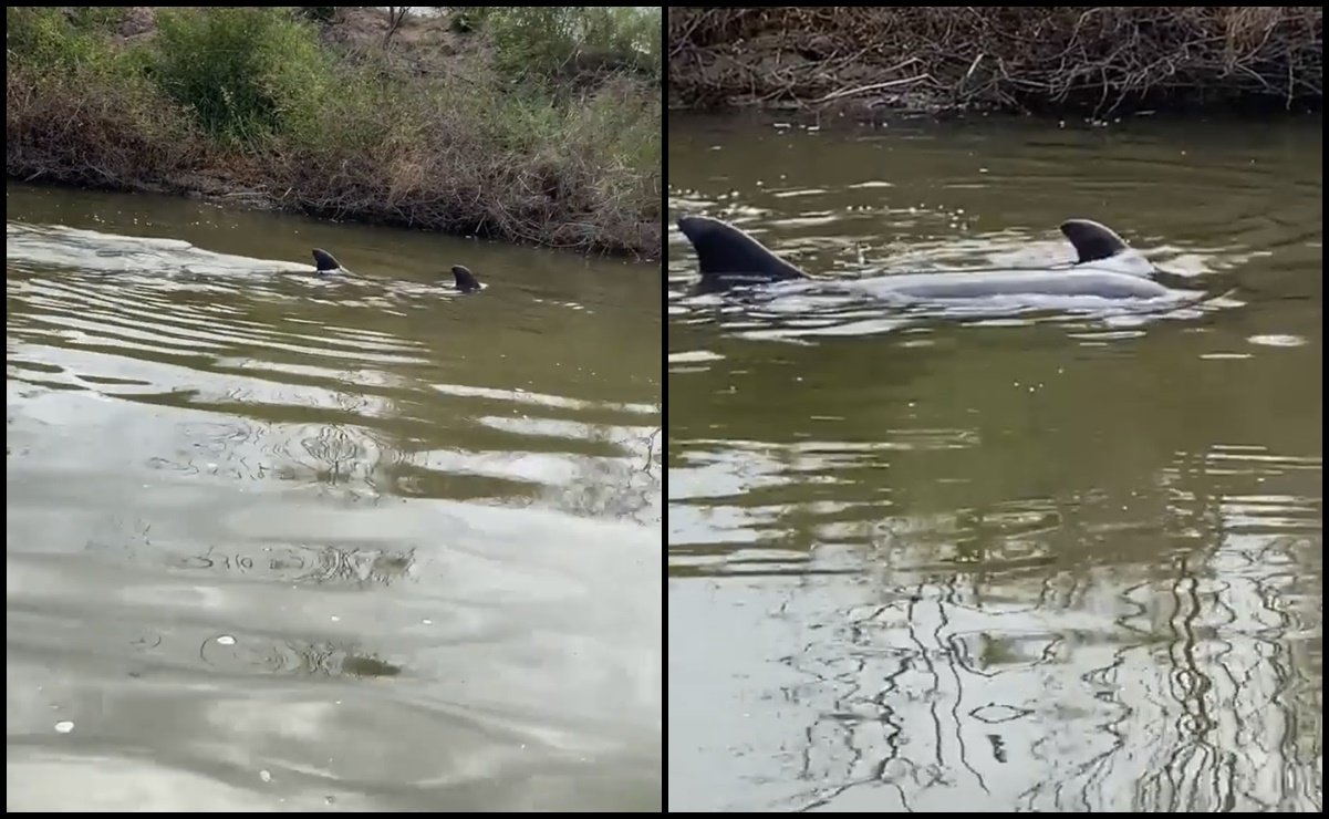 Rescatan dos delfines atrapados entre la basura y el lodo de un canal en Sinaloa