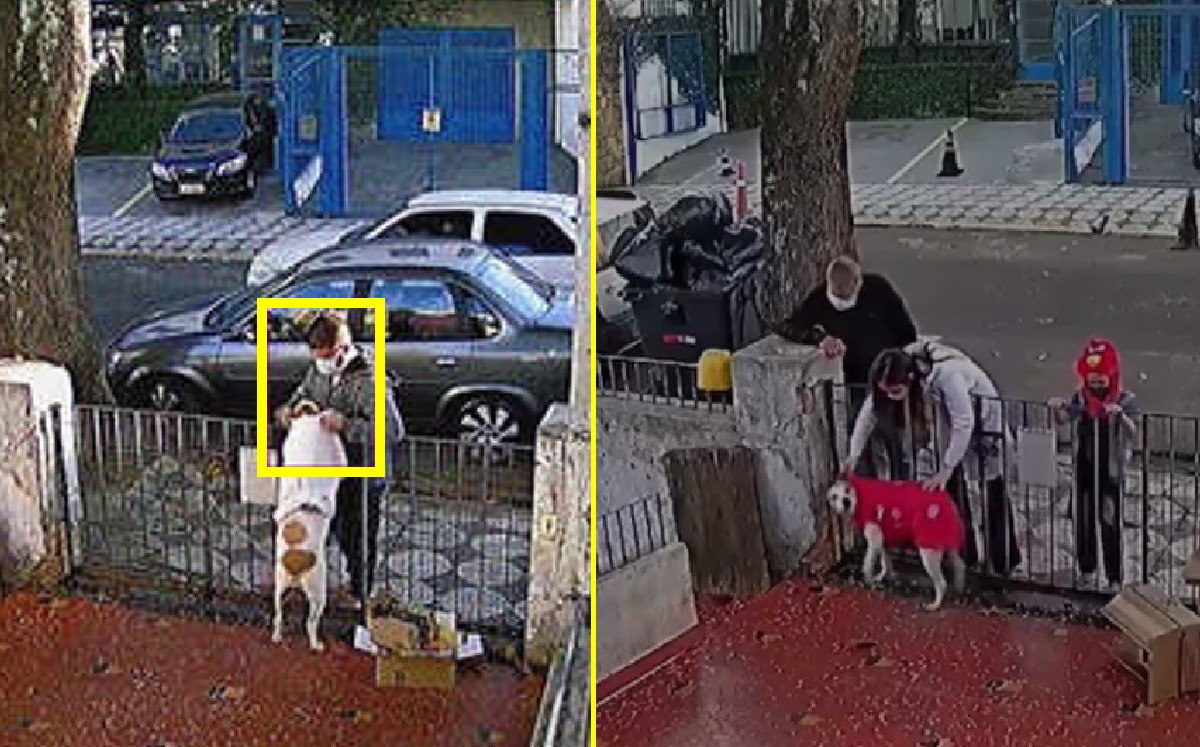 Perrita recibe con cariño a un ladrón y este le roba su ropa (VIDEO)