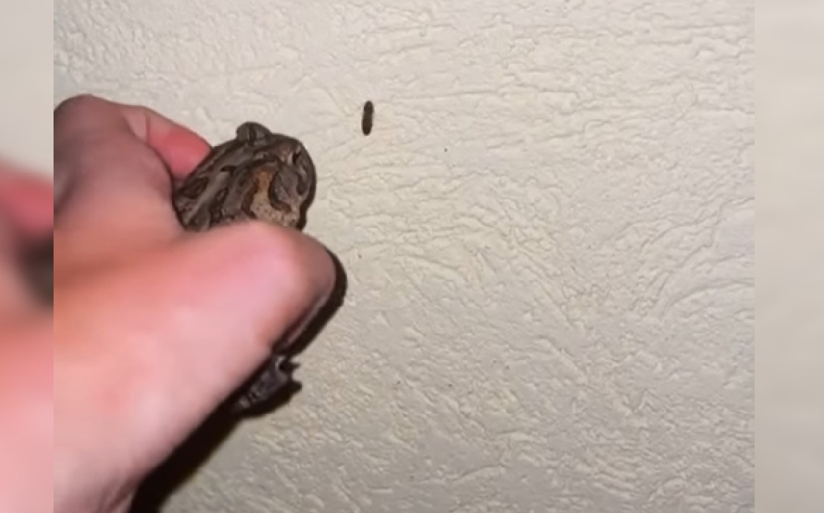 Niño utiliza sapo como arma para aniquilar insectos