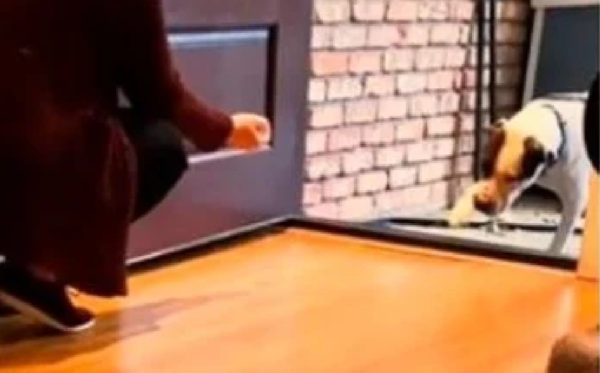 VIDEO: Perrito callejero conoce por primera vez una casa y enternece las redes 