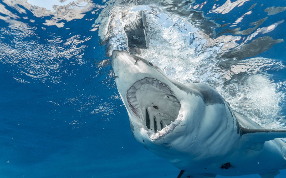 Tiburón mata a hombre que había entrado al agua a orinar