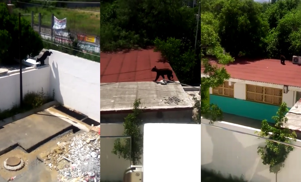 VIDEO: Oso desnutrido merodea calles de Santiago 