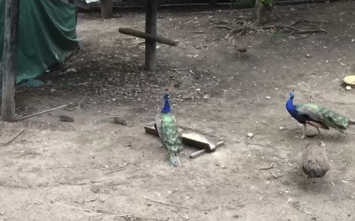 Captan plaga de ratas en área de pavorreales en zoológico La Pastora