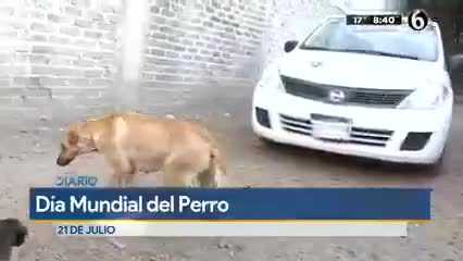 Maltrato animal