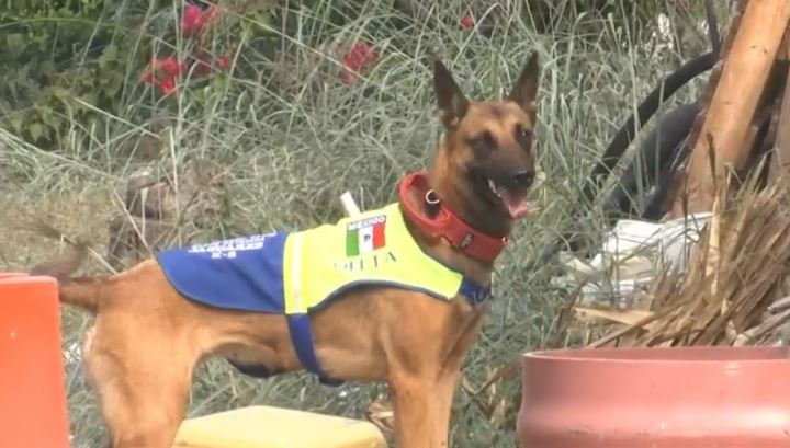 Detienen por segunda ocasión a sujeto que abusaba sexualmente de una perrita