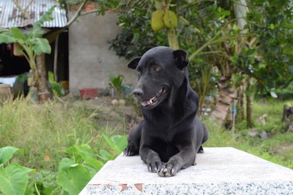 ¡Fiel a su amigo! Perrita no abandona la tumba de niño que murió ahogado en Vietnam