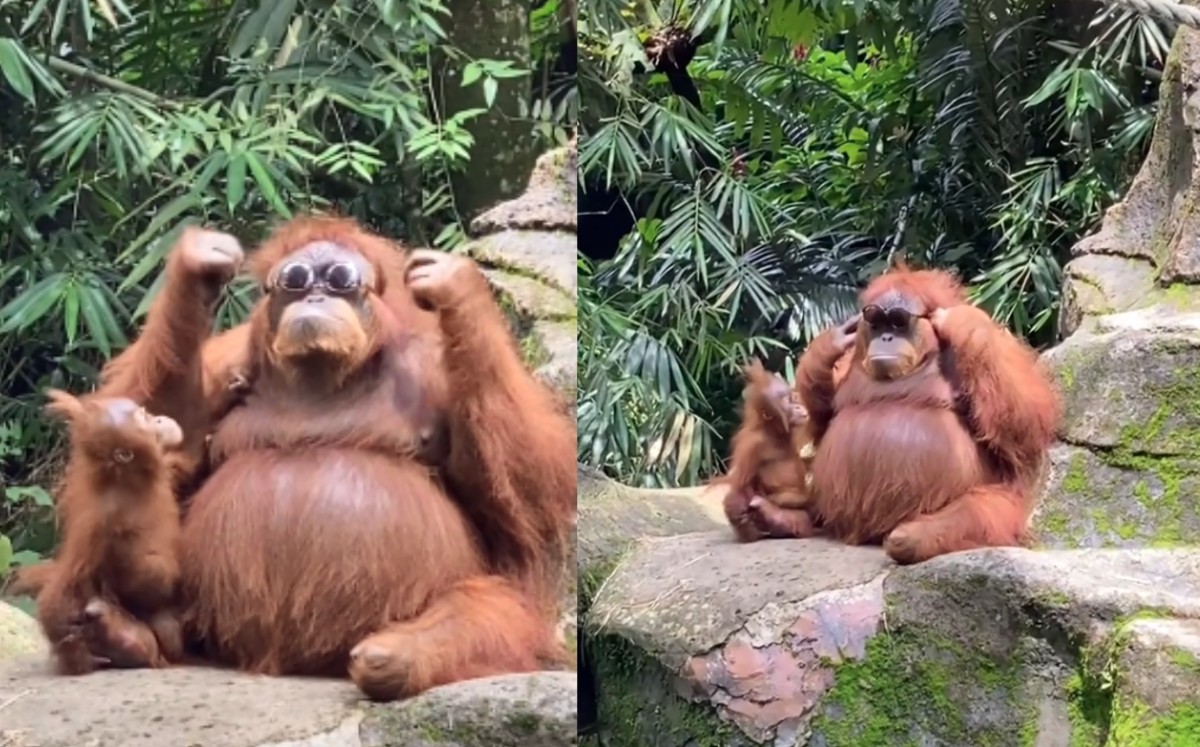 ¿Cómo lo sabía? Orangután se hace viral por su reacción al encontrarse unos lentes de sol