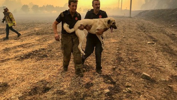 "Mi vaca murió quemada": sobrevivientes relatan tragedia tras incendio en Turquía