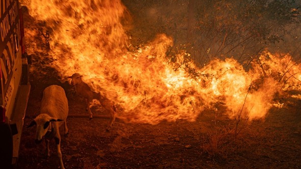 "Mi vaca murió quemada": sobrevivientes relatan tragedia tras incendio en Turquía
