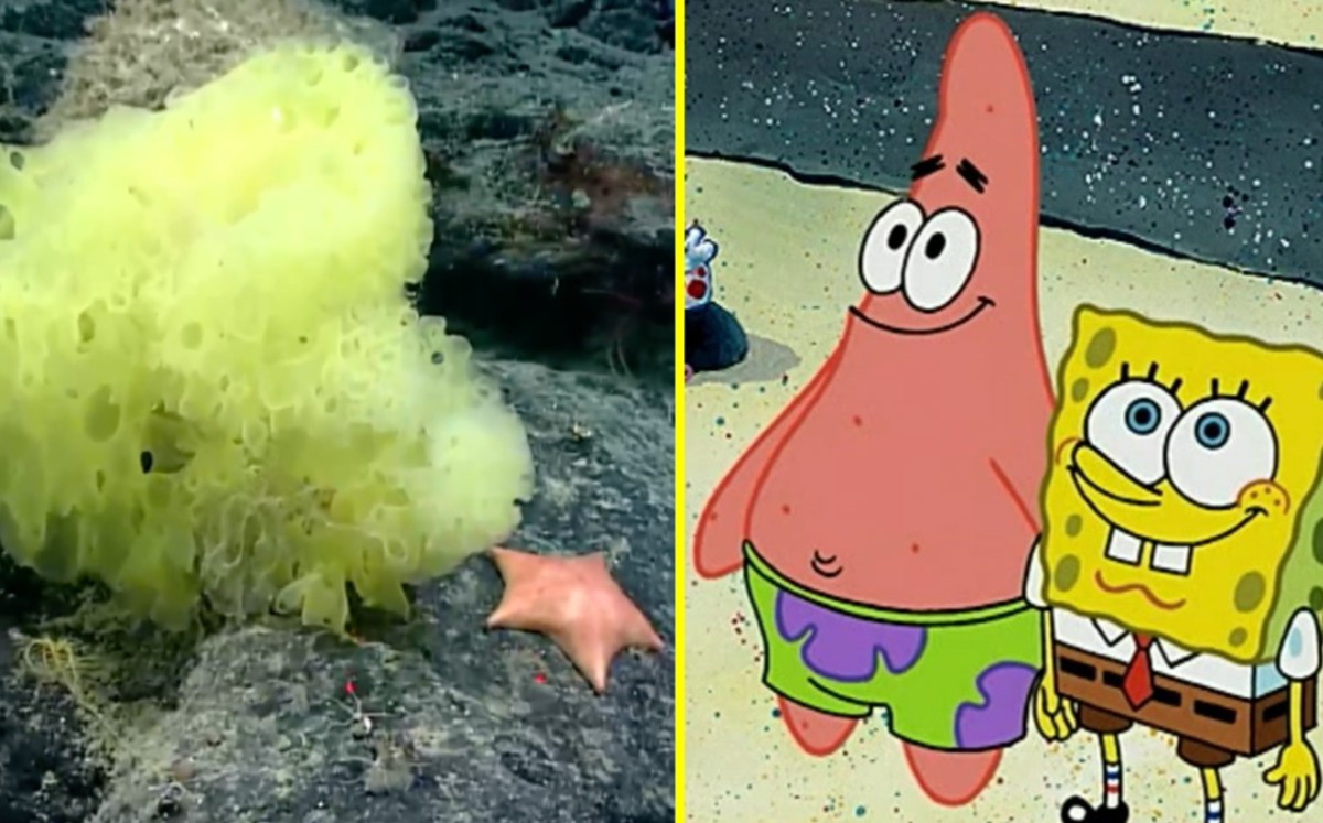 ¡Sí existen! Científicos localizan a Bob Esponja y a Patricio Estrella en expedición oceánica