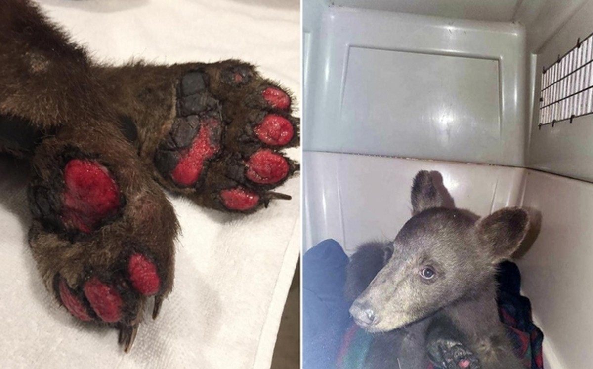 Oso rescatado de incendio forestal en EU escapa del centro de cuidado animal