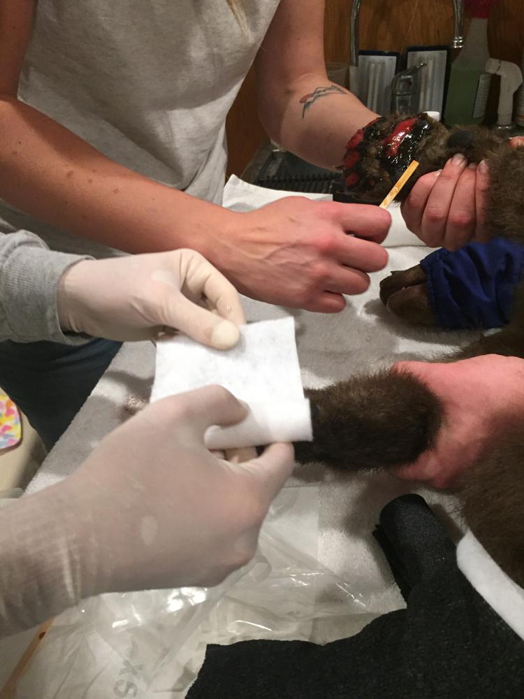 Oso rescatado de incendio forestal en EU escapa del centro de cuidado animal
