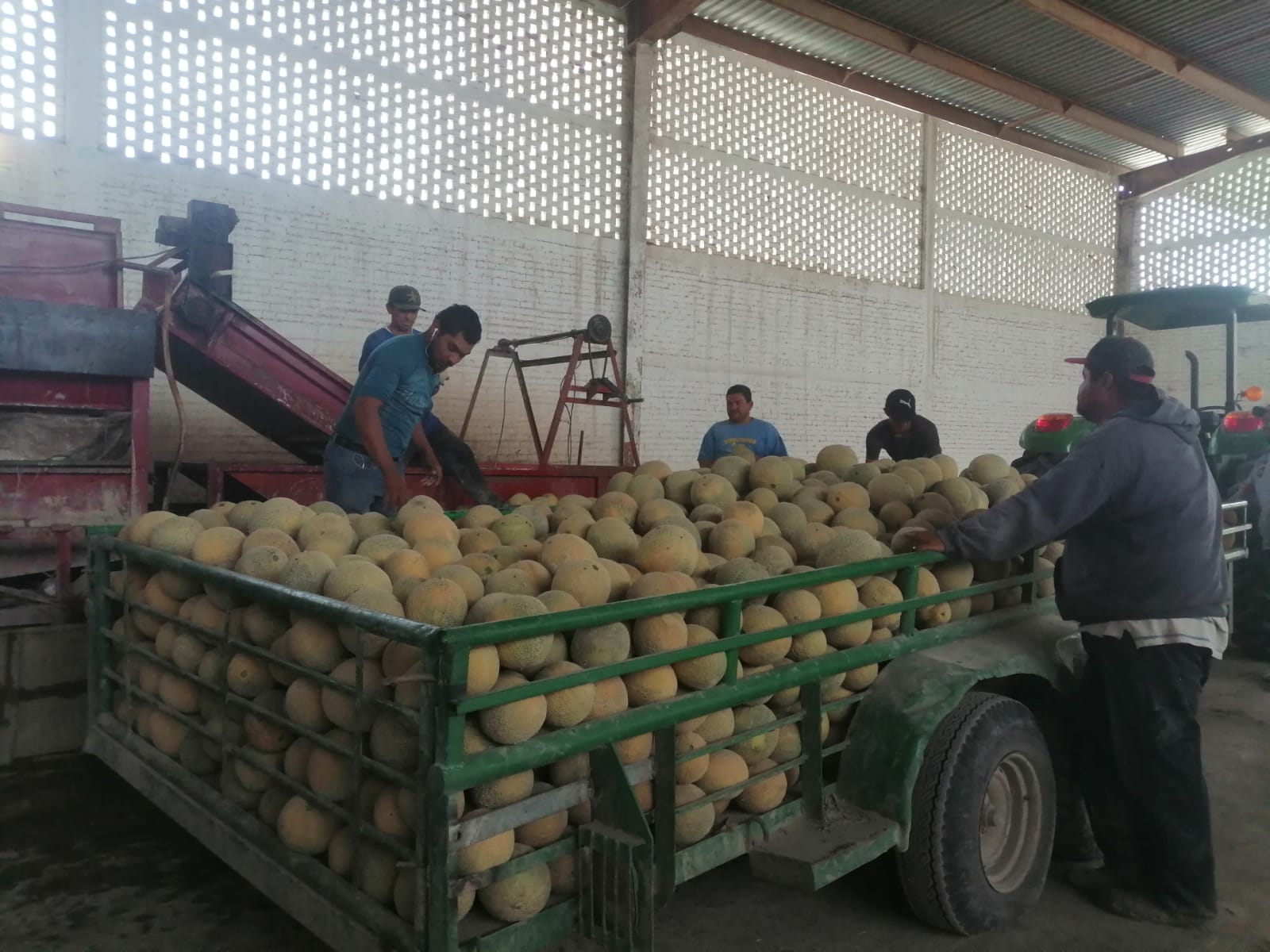 Ciclo agrícola 2021 concluyó con pérdidas de hasta el 30 por ciento