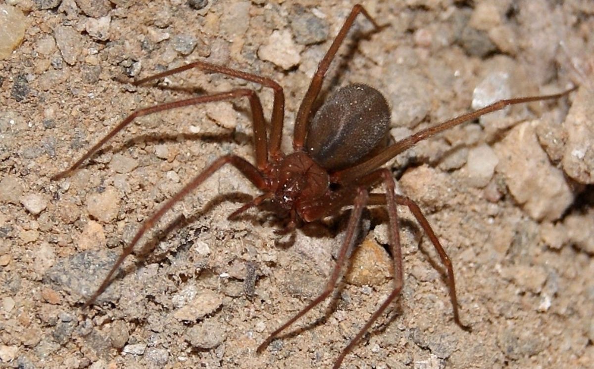 Una araña venenosa provoca la pérdida de dos dedos a un joven