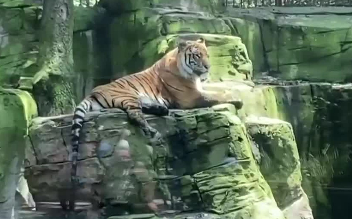 Sin animales y en malas condiciones, así lucen los zoológicos de CdMx tras reapertura