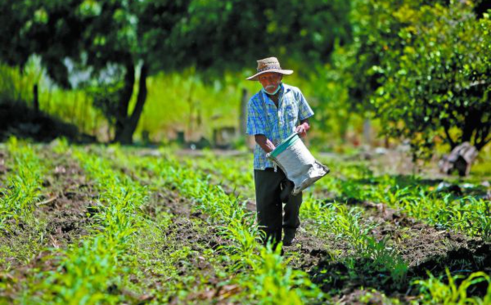 Mariguana traerá más "dinerito a nuestro bolso" que el maíz o la caña, dicen campesinos