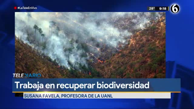 Telediario noticia Profesora de la UANL busca recuperar biodiversidad en Parque Nacional Cumbres 