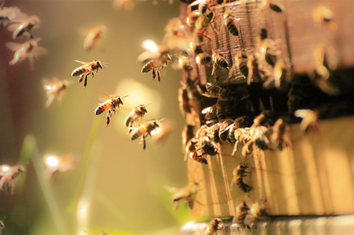 ¿Cuál es la importancia de las abejas en nuestras vidas?; Día Nacional de las Abejas