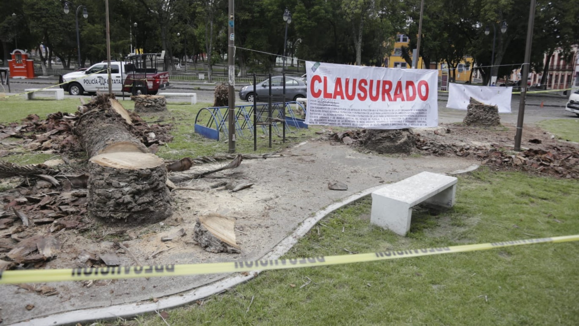 Smadsot clausura tala de palmeras en Analco y avenida Juárez