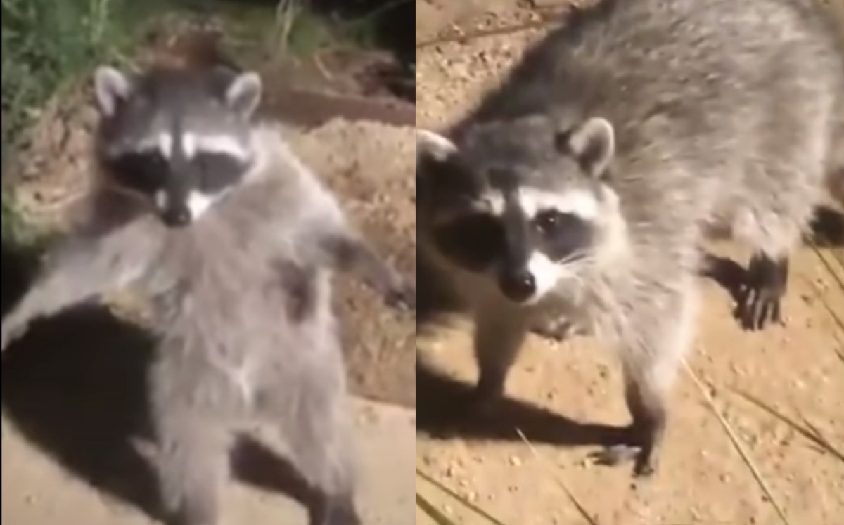 ¡Se quedaron como estatuas! La divertida reacción de dos mapaches al ser descubiertos